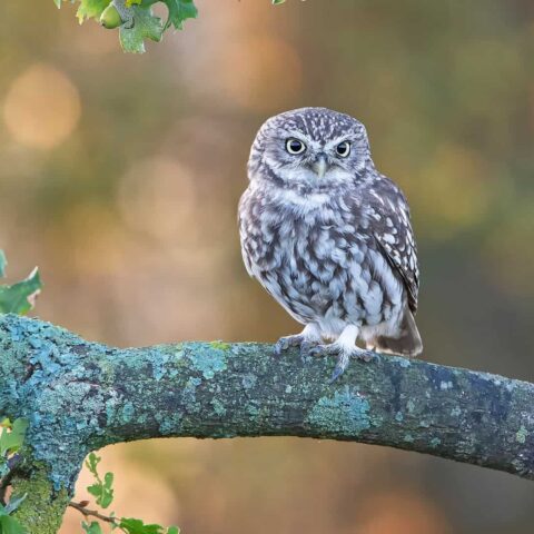 5555 товар супер длинное название, которое может не уместиться в строчку